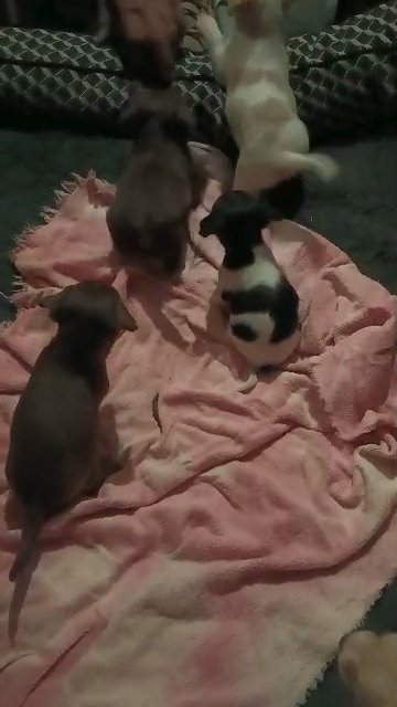 puppies in Sacramento, California