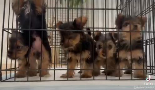 Adorable Yorky puppies in Washington, District of Columbia
