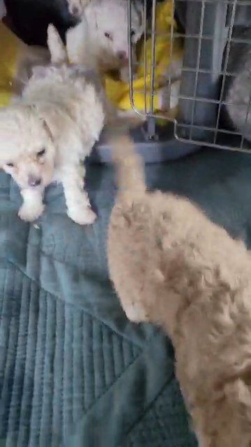 Female toy poodle in Dallas, Texas