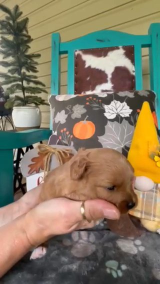 CKC F2 Apricot Female Cavapoo Puppy in Crossville, Tennessee