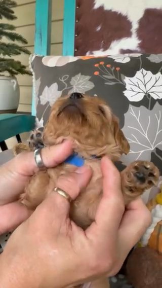 CKC F2 Male Cavapoo Puppy in Crossville, Tennessee