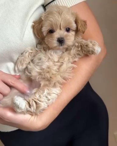 Teacup Maltipoo in Texas, Michigan