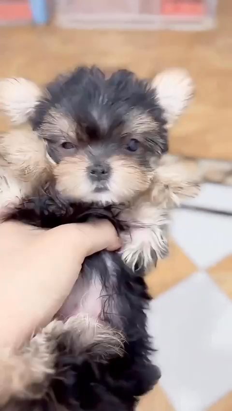 Billy Maltese in Boston, Massachusetts