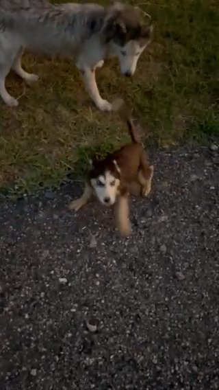 Baby Husky in Lehigh Acres, Florida