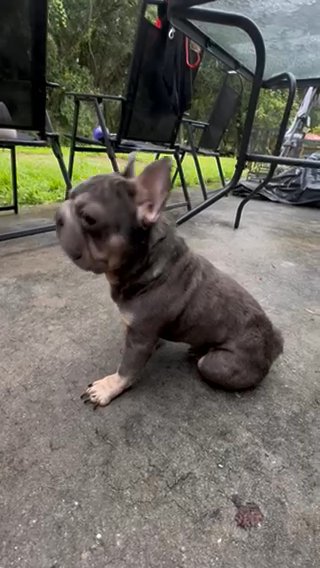 French Bulldog Big Rope Fluffy Carrier in Orlando, Florida