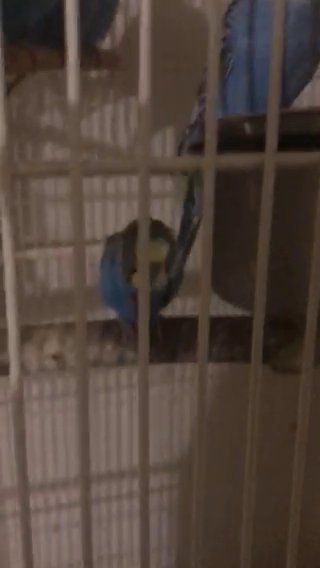 Lots Of Parakeets in Arlington, Virginia