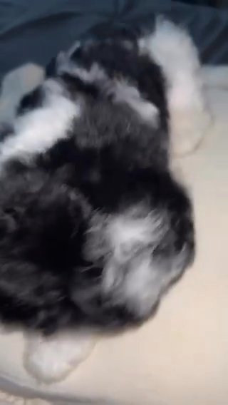 Teddy Bear Puppy in Rockville Centre, New York