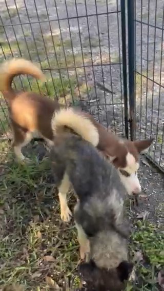 Red Female And Black Female in Lakeland, Florida