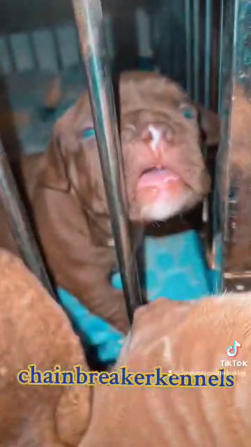 exotic bullies in Laurel, Mississippi