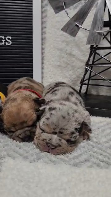 Frenchie Puppies in Dalton, Georgia
