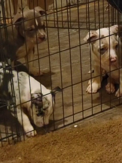 abkc registered bully pups in Tuscaloosa, Alabama