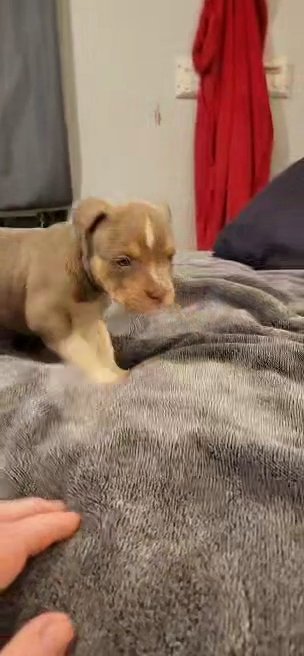 abkc bully pup in Tuscaloosa, Alabama