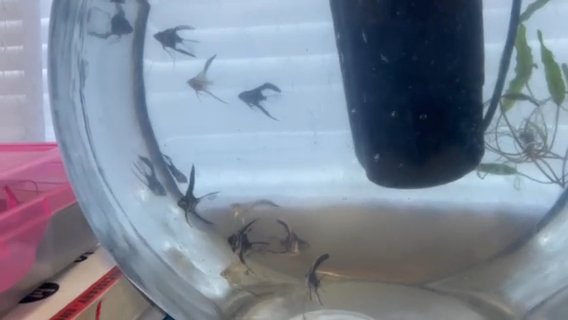 Fish in North Highlands, California