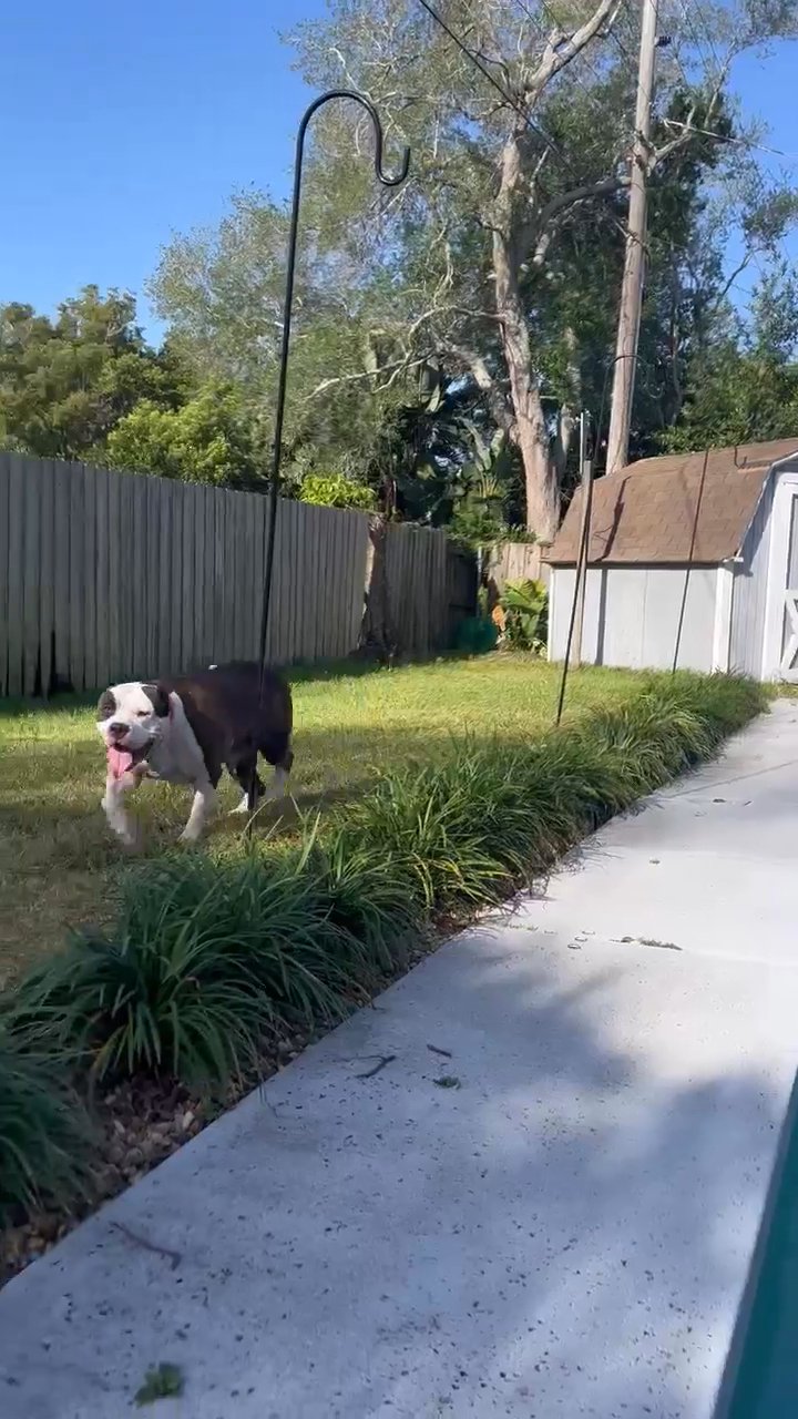 XL American Bully in State College, Pennsylvania
