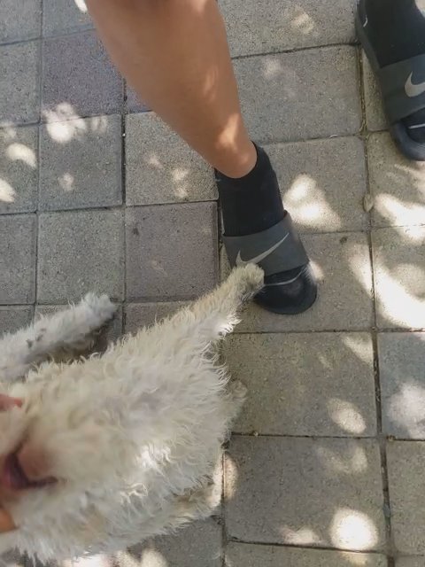 Spongebob the puppy in Rialto, California