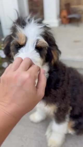 Taylor F1 Bernedoodle in Marion, Ohio
