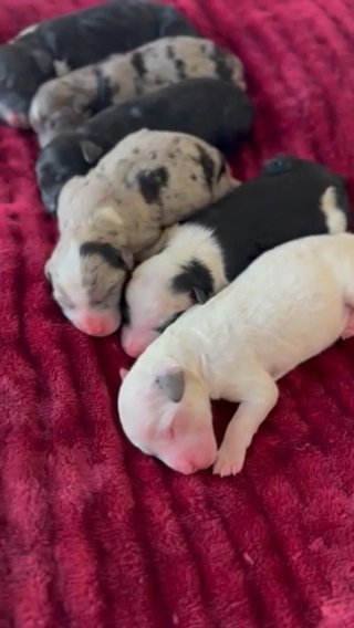 Mini Sheepadoodles (waitlist Determines Picking Order) in Marion, Ohio