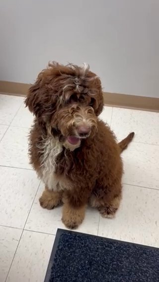 Andy Medium bernedoodle in Marion, Ohio