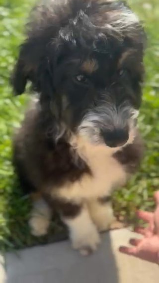 Buzz, Medium Bernedoodle in Marion, Ohio