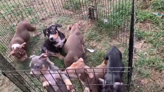 Tri American Picket Bullies in Dallas, Texas