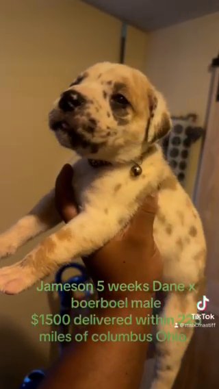 Boerboel X Dane Mastiff ( Boerdane) in Columbus, Ohio