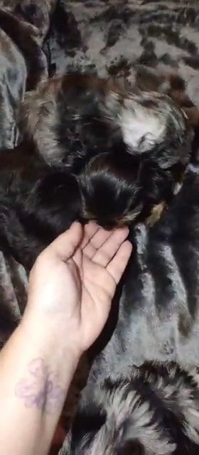 Yorkie Litter- 3 MALES in Sikeston, Missouri