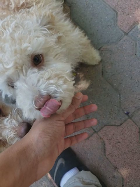 SpongeBob the puppy in Rialto, California
