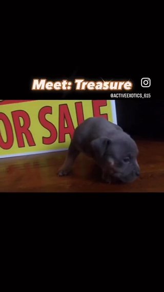Tri-Color Bully’s “Litter Of 8” in Nashville, Tennessee