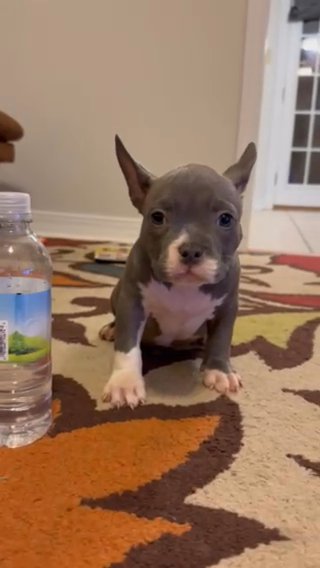 Pocket American Bully Female in Hattiesburg, Mississippi