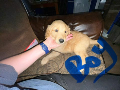 Full Golden Retrievers 3 Boys 1 Girl in Houston, Texas