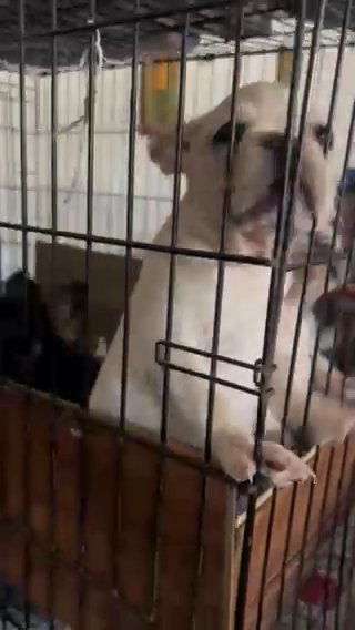 French Bulldogs Puppies in Columbia, South Carolina