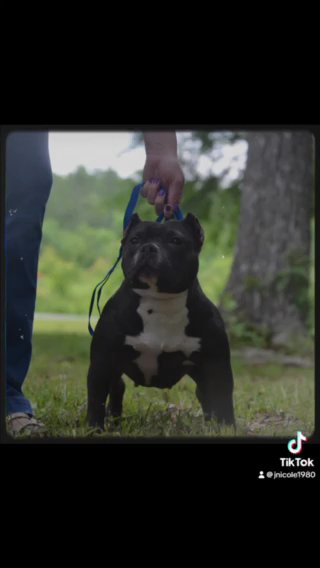 Micro American Bully in Gadsden, Alabama