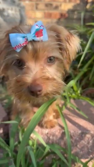 9 Week female Chicolate Yorkie in Austin, Texas