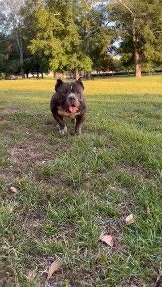Pocket Bully GrChClassicMan Open For Stud Service in Hattiesburg, Mississippi