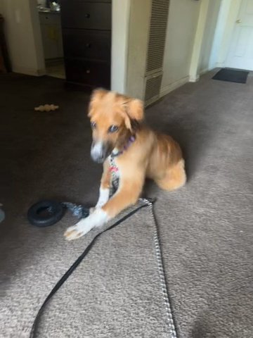 Golden Retriever, St Bernard Mix in Rosemead, California