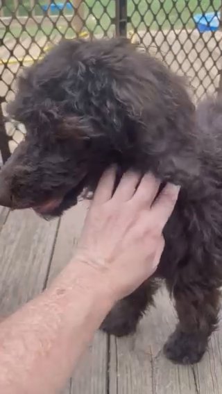 Brown standard Poodle Puppy in McDonough, Georgia