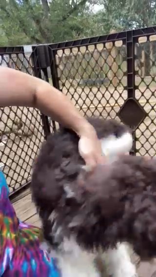 Brown & White Parti/tuxedo Standard Poodle in McDonough, Georgia