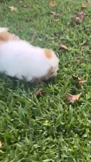 Stripe The shih Tzu in Orlando, Florida