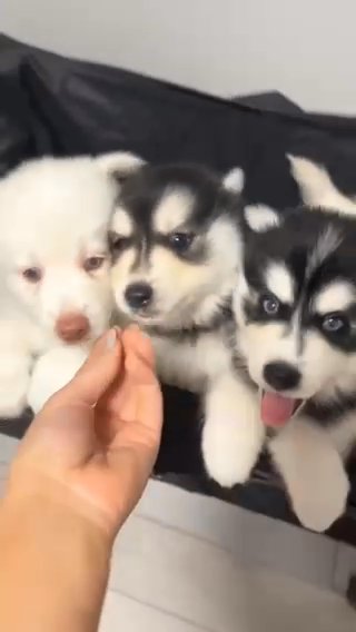 Pomsky Litter in Kansas City, Kansas