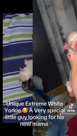 Very Unique Extreme White Yorkie in Cookeville, Tennessee