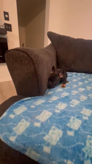 Update Frech Bulldog Puppies Pet Home 800.00 in Grand Rapids, Michigan