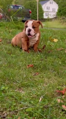 Radar Olde English Bulldogge in Fairmont, West Virginia