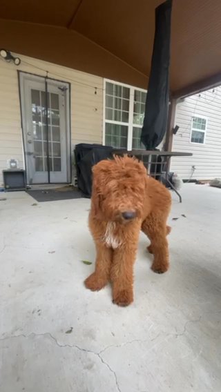 Goldendoodle in Snellville, Georgia