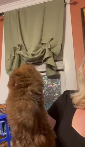 CKC Shih Tzu Girl in Charlotte, North Carolina