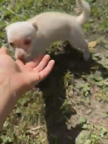 Mini Pomchi in Muscle Shoals, Alabama