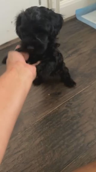 Toy Cockapoo in Houston, Texas