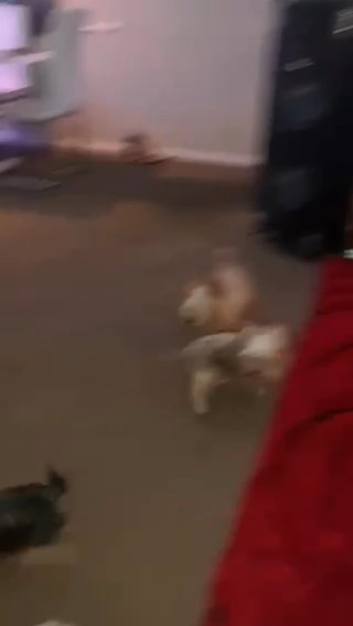 Blonde Male Yorkie in Houston, Texas