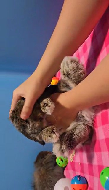 Holland lops for sale in Glendale, Arizona