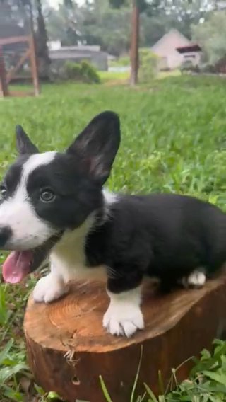 Cardigan Welsh Corgi in Orlando, Florida