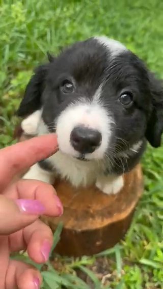 Cardigan Welsh Corgi in Orlando, Florida